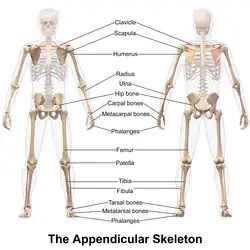 Appendicular skeleton.