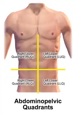 Abdominal quadrants