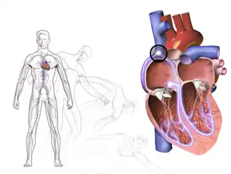 Fainting from bradycardia.