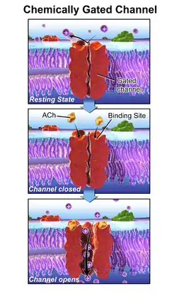 Ligand-gated ion channel.