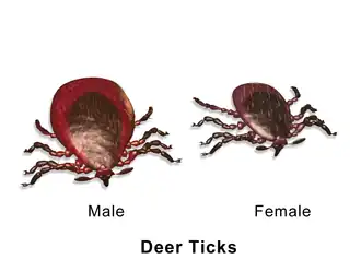 Deer ticks