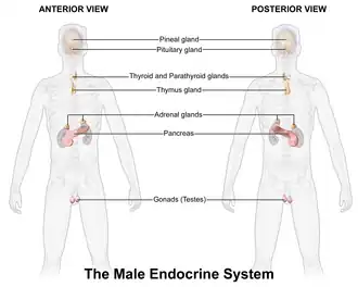 Endocrine system in the male
