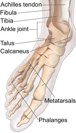 Skeletal anatomys of the foot.