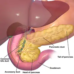 Anatomy of the pancreas.