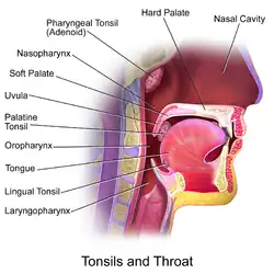 Throat.