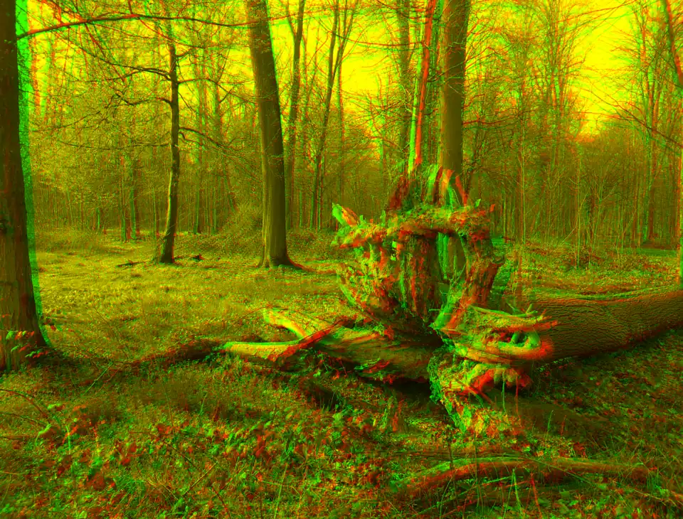 Fallen tree with roots as anaglyph - left eye with red filter - right eye with grey filter