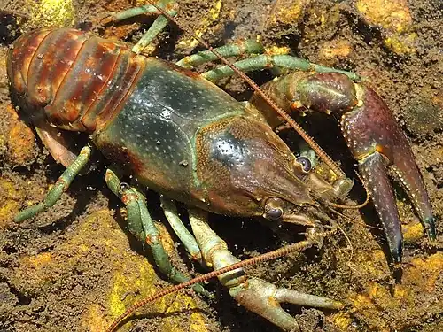 The rusty crayfish Faxonius rusticus (male)