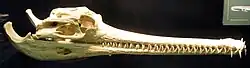 Photo of long, narrow skull with many teeth