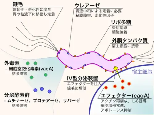 Help translate the text in this image.