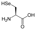 L-Selenocysteine (Sec&nbsp;/&nbsp;U)