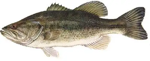 Largemouth Bass