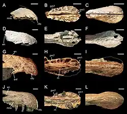 Colour photo of bony snouts